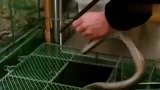 蛇店老板不小心将蛇血溅到了女子身上，女子差点现出原形