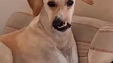 好奇怪再看看，狗子这是怎么了