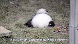 为什么这只熊猫惨遭“退货”？原因令人笑喷，网友：做得好！