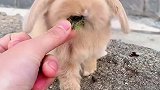 兔兔这么可爱