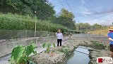 5年养蛙生涯，20亩地可产90000斤，一斤卖15元年入百万