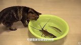 猫吃鱼会不会卡刺看看猫吃鱼的方法，就没有吃不下的鱼