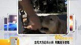 金毛犬当泊车小妹 用嘴接车钥匙