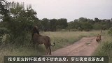 莫瓦那雄狮联盟：流浪中碰到久未谋面的父亲，父子反目，果断攻击