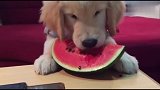 可爱的金毛猎犬小狗吃西瓜，这瓜吃的好文明啊