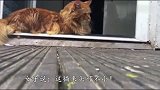 小区门口看到一只流浪猫，丈夫看到一脸不相信这猫来头不小！