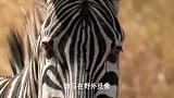 豹子奋力追赶斑马，斑马反击，对豹子造成伤害，豹子放弃追赶！