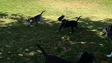 小斗牛犬挑衅大哥，被激怒的斗牛犬展开反击！气场就能分出胜负