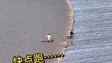 赶海遭遇涨潮了