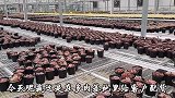 秋季基地里的多肉好美，4组套餐争奇斗艳，美出新高度