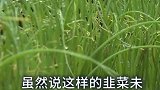 为什么许多学校食堂禁止使用韭菜