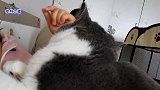 小胖猫一晚上没见主人，第二天一见主人秒变黏人猫，被主人狂吐槽