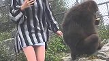 带着外国媳妇来景区看猴子，看样子她很喜欢猴子啊