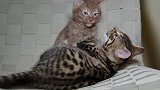 当时我害怕极了，小奶猫们面对吸尘器，吓得跑上了书架