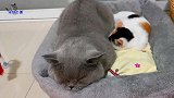 胖公猫绝育后变活泼，跟猫宝宝们相处融洽，玩耍起来蠢萌又可爱