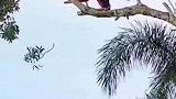 飞檐走壁的伐木工