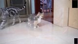 主人为了测试三只猫的智商做了一道透明的墙