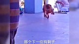 狗子：要不是看你天天给我吃的，这样滋我屁股我一定会反击的