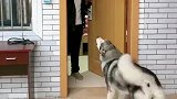 阿拉斯加不好好学习，结果被主人关在门外挨冻