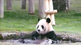 熊猫：我都这样了奶妈还不来救救我！本熊表示“抗议”