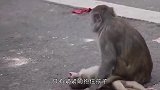 一只小牛犊被遗弃在小河边，被人们发现时，已成这副模样