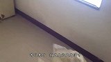 女子听到浴室墙内有奇怪声音，凿开墙一看，发现了“罪魁祸首”