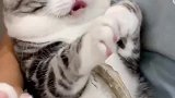猫咪听见老婆来了，饭都不吃了，怕怕啊