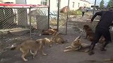 中国独有犬种进入狼群，一见到狼叔直接就亲，几天不见太高兴！