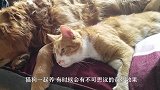 主人帮猫咪洗澡，却被猫咪亲吻，萨摩耶识趣地在旁把风