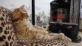 主人为猫咪制作了小火车，猫咪全都玩上了瘾，猫：这也太好玩了