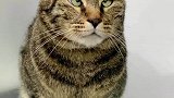 金箍带上之后，眼神还是不好使，治好了斗鸡眼
