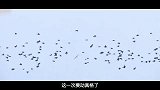 印度蝗灾或向中亚扩散，新疆地区或迎来危机“灭蝗大战”白热化