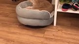 猫：你走开，这是我的窝，该我睡了！