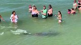美国：佛罗里达海滩的一只海豚给人们带来欢乐