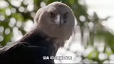 吃猴子的猛禽，会不会对人造成威胁？灵长类一直在它们的食谱上