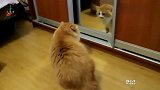 猫咪第一次照镜子,这反应亮了