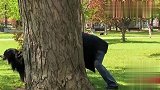 男子戴双手套就掏出狗狗吞下的手机，路人怀疑人生