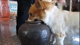 柯基抱着陶瓮不肯放手，主人把它拉来还对主人呲牙咧嘴来了，好凶