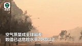 心酸！新年第一天澳首都浓烟弥漫 喜鹊甚至学会消防车警笛声