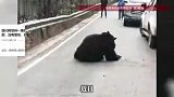 四川阿坝州一黑熊在道路上翻滚疑似受伤，林业局：从山上滚落下来的