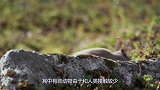 四川村民发现一只“四不像”，很多人没见过，专家：立即封锁村庄