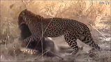动物世界：鬣狗攻击手段刁钻狠毒，豹子无能为力