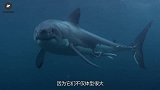 生存了五亿年的生物，连鲨鱼都不敢去招惹，专家：恐怖的生物