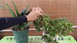 养君子兰长寿花，1把万能肥撒在花盆中，叶儿窜花儿冒