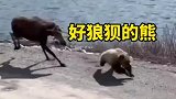 你有没有见过这么狼狈的熊，竟被一只驼鹿追着跑
