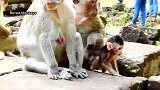 两只小奶发生冲突，互不相让，猴妈左右为难