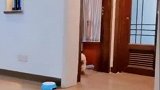 这狗狗是多聪明啊，就想知道这货有几岁孩子的智商！