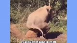 大象上火了这滑稽的动作