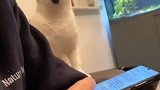 只要你有能力，猫都不会离开你