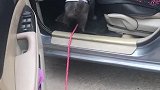 猫：主人快开车，我们出去溜达一会儿！